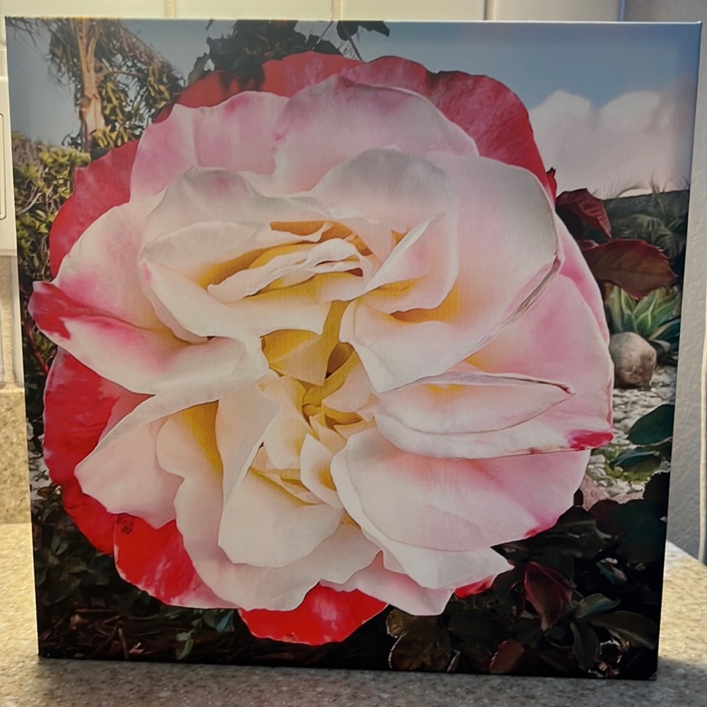SOLD..sold New 12x12 photo canvas ROSE